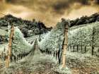 Italy, Pedemonte, Langhe, Perno. Infrared of vineyards. Art Print